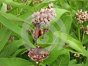 Monarch Butterfly on fragrant pink Milkweed flower