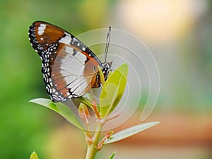 Monarch butterfly in the garden