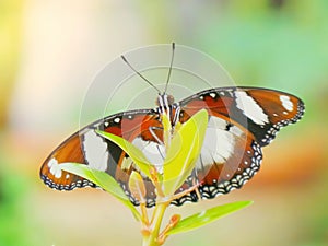 Monarch butterfly in the garden