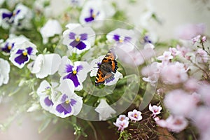 Monarch butterfly in garden