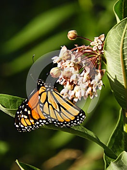 Monarch Butterfly gathers nectar on milkweed