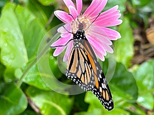 Monarch butterfly on gerbera daisy