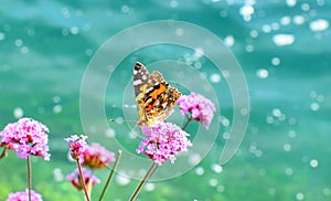 Monarch Butterfly Getting Nectar From A Flower.