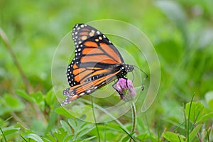 Monarch butterfly