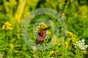 Monarch Butterfly on Goldenrod