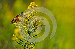 Monarch Butterfly on Goldenrod