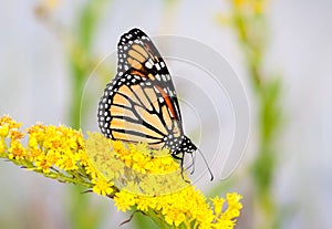 A Monarch butterfly on goldenrod