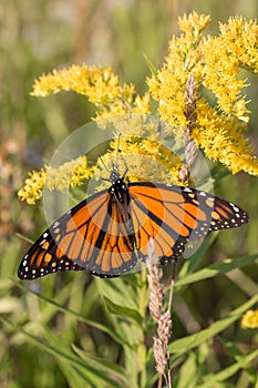 Monarch butterfly on goldenrod, autumn, Michigan