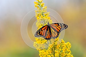 Monarch Butterfly on a Goldenrod Flower