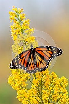 Monarch Butterfly on a Goldenrod Flower