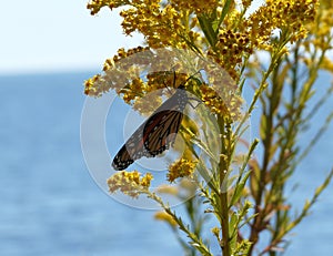 Monarch Butterfly on Goldenrod Water Background