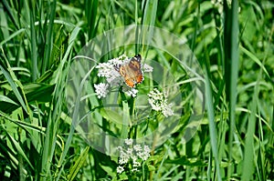 The monarch butterfly in the grass in the summer