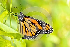 Monarch Butterfly In Green Garden