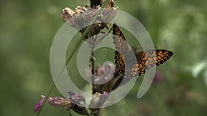 Monarch butterfly on green grass stem. Creative. Close up of an insect in the meadow on a blurred green field background
