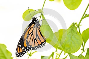 Monarch Butterfly On Green Leaf With White Background