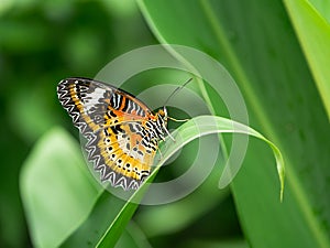 Monarch butterfly on green leaves