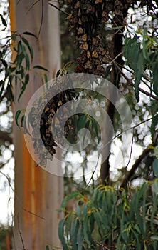 Monarch Butterfly Grove, Pismo Beach, California