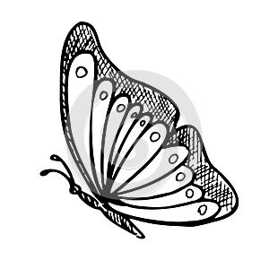 Monarch Butterfly. Hand drawn vector illustration of flying Insect in line art style. Engraved drawing of elegant animal