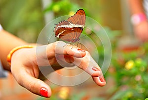 Monarch Butterfly on the hand photo