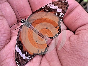 A Monarch butterfly on hand.