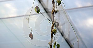 Monarch butterfly hanging in a branch