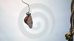 Monarch butterfly hanging in a branch