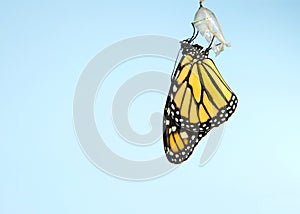 Monarch butterfly hanging from Chrysalis after emerging