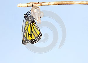 Monarch butterfly hanging from Chrysalis after emerging