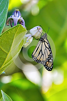 Monarch butterfly hanging from a green leaf.