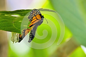 Monarch butterfly hanging from a green leaf.