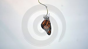 Monarch butterfly hanging over a branch