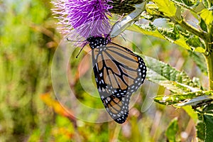 Monarch butterfly hanging on thistle flower