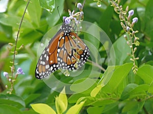 Monarch butterfly photo