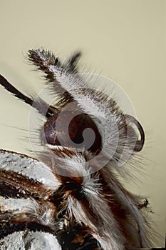 Monarch butterfly head in extreme macro