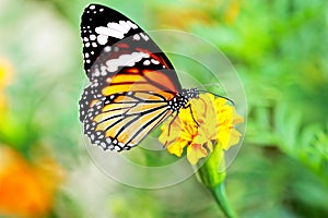 Monarch Butterfly holding on yellow flower.