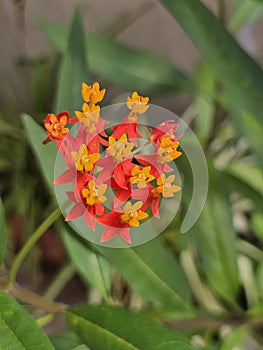 Monarch butterfly host plant in bloom photo