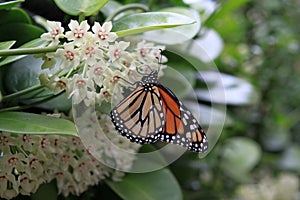 Monarch Butterfly on Hoya Flowers