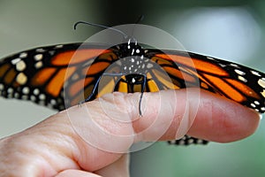 Monarch Butterfly on Human Finger