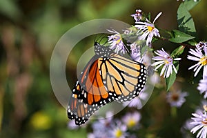 Monarch Butterfly II 2018