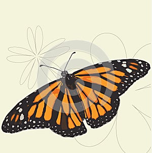 Monarch butterfly illustration