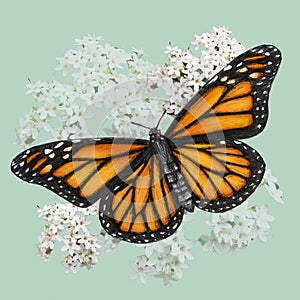 Monarch Butterfly illustration drawn in pen with digital color photo