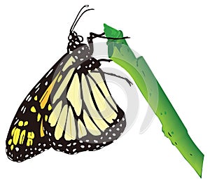 monarch butterfly insect vector illustration transparent background