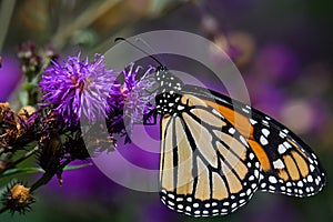 Monarch butterfly on ironweed an ecologically important plant that attracts bees and butterflies. photo