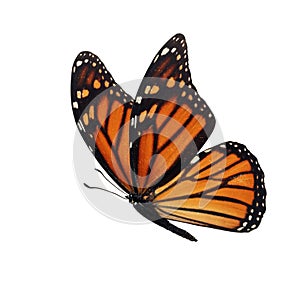 Monarch butterfly isolated