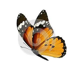 Monarch butterfly isolated