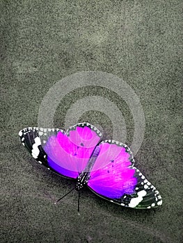 Monarch butterfly, Isolated on grey textured background.