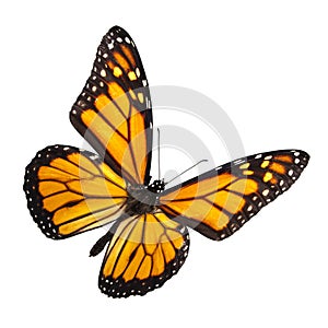 Monarch Butterfly Isolated on White