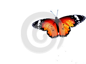 Monarch butterfly, Isolated on white background.