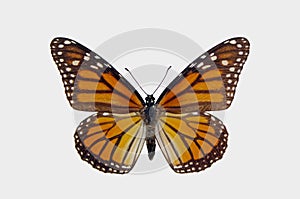 Monarch butterfly isolated on white backgrounds, milkweed butterfly, Nymphalidae