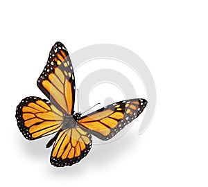 Monarch butterfly isolated on white with shadow